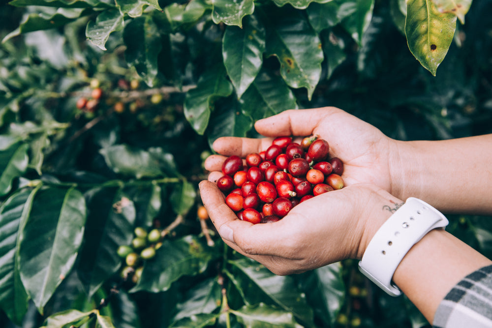 Speciality coffee ethical and sustainable direct from farmers traced to each. Picture of farmers hands holding raw coffee cherries 